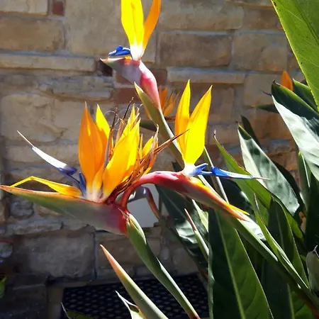 Holiday home Monolocale La Regina Strelitzia Ischia
